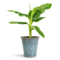 Vallo Plant Pot - Sea Blue -HORTOLOGY Plants Sale Musa Dwarf Cavendish 17x60cm Vallo Pot Sea Blue 18.5x17.5cm
