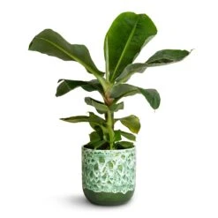 Ocean Glaze Plant Pot - Emerald 21 Ocean Glaze Plant Pot - Emerald -HORTOLOGY Plants Sale Musa Dwarf Cavendish Banana Plant 17x50cm Ocean Glaze Plant Pot Emerald 18x18cm a472dc15 b234 4002 a88e 5a4c75efd946