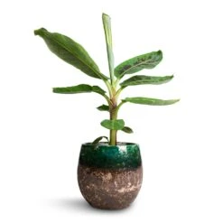 Lindy Plant Pot - Black Green 33 Lindy Plant Pot - Black Green -HORTOLOGY Plants Sale Musa Dwarf Cavendish Banana Plant 17x60cm Lindy Plant Pot Black Green 23x20cm 2b6dc9c7 ee31 433a 8426 67d83d693d61