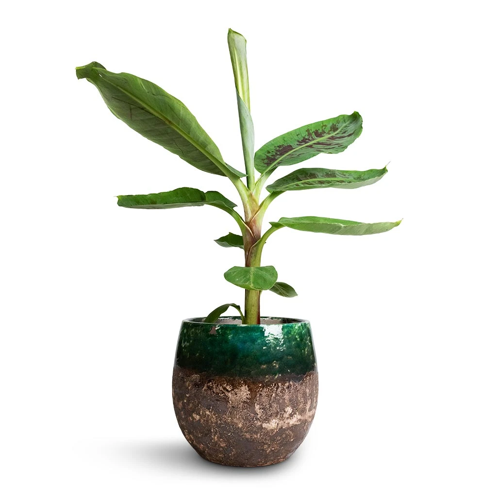 Lindy Plant Pot - Black Green 14 Lindy Plant Pot - Black Green - Image 14
