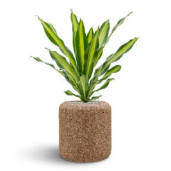 Naturescast Cylinder Planter - Natural -HORTOLOGY Plants Sale Naturescast Cylinder Planter Burley