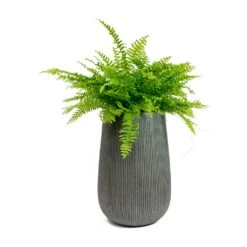 Patt High Ridged Planter - Dark Grey 28 Patt High Ridged Planter - Dark Grey -HORTOLOGY Plants Sale Nephrolepis exaltata Bostoniensis Boston Fern Patt High Plant Vase Ridged Dark Grey 72426f50 1d8d 409c b712 c400f9c87047