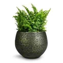 Noor Plant Pot - Velvet Green 34 Noor Plant Pot - Velvet Green -HORTOLOGY Plants Sale Nephrolepis exaltata Vitale Compact Sword Fern 12x20cm Noor Plant Pot Velvet Green 16x13cm 346610c6 9d51 4936 af7c 4ab20709583b