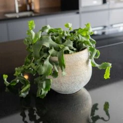 Noor Plant Pot - Metallic Grey -HORTOLOGY Plants Sale Noor Plant Pot Metallic Grey 2