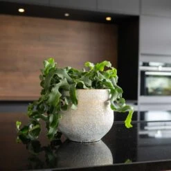 Noor Plant Pot - Metallic Grey -HORTOLOGY Plants Sale Noor Plant Pot Metallic Grey 3