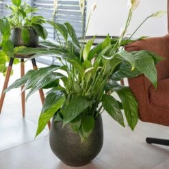 Noor Plant Pot - Velvet Green 36 Noor Plant Pot - Velvet Green -HORTOLOGY Plants Sale Noor Plant Pot Velvet Green 2