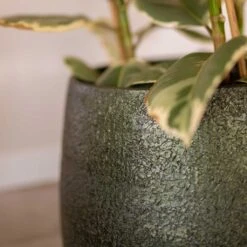 Noor Plant Pot - Velvet Green 26 Noor Plant Pot - Velvet Green -HORTOLOGY Plants Sale Noor Plant Pot Velvet Green 3