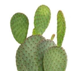 Opuntia Microdasys - Bunny Ear Cactus 28 Opuntia Microdasys - Bunny Ear Cactus -HORTOLOGY Plants Sale Opuntia microdasys Bunny Ear Cactus 12x35cm 2