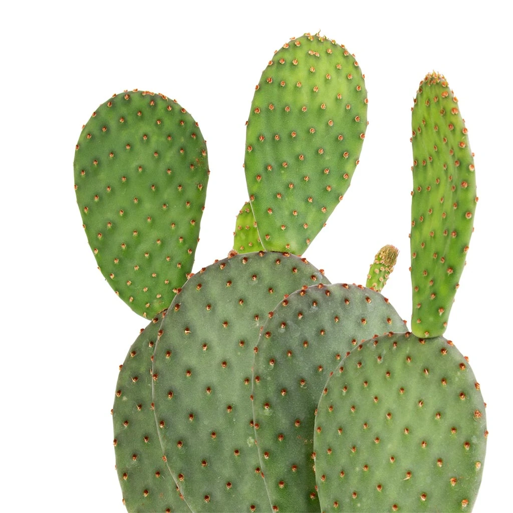 Opuntia Microdasys - Bunny Ear Cactus 12 Opuntia Microdasys - Bunny Ear Cactus - Image 12