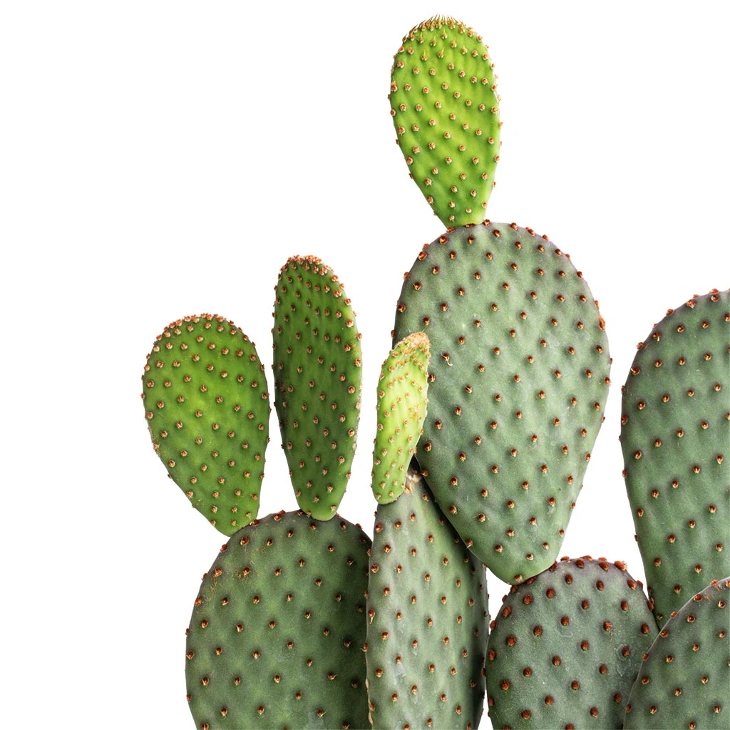 Opuntia Microdasys - Bunny Ear Cactus 10 Opuntia Microdasys - Bunny Ear Cactus - Image 10
