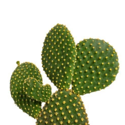 Opuntia Microdasys - Bunny Ear Cactus 22 Opuntia Microdasys - Bunny Ear Cactus -HORTOLOGY Plants Sale Opuntia microdasys Bunny Ear Cactus Varient 12x30cm 2