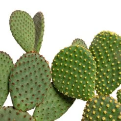 Opuntia Microdasys - Bunny Ear Cactus 19 Opuntia Microdasys - Bunny Ear Cactus -HORTOLOGY Plants Sale Opuntia microdasys Bunny Ear Cactus Varient 12x30cm 3