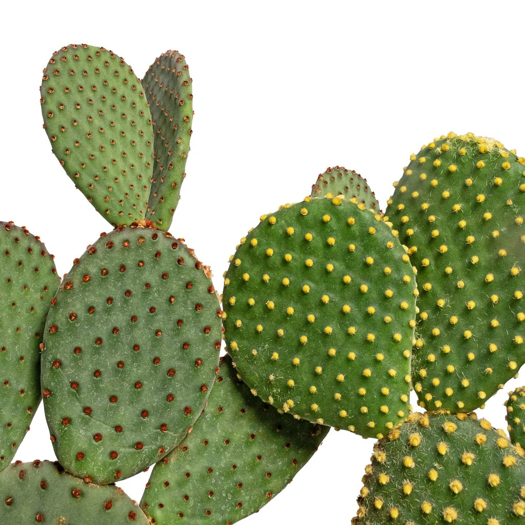 Opuntia Microdasys - Bunny Ear Cactus 3 Opuntia Microdasys - Bunny Ear Cactus - Image 3