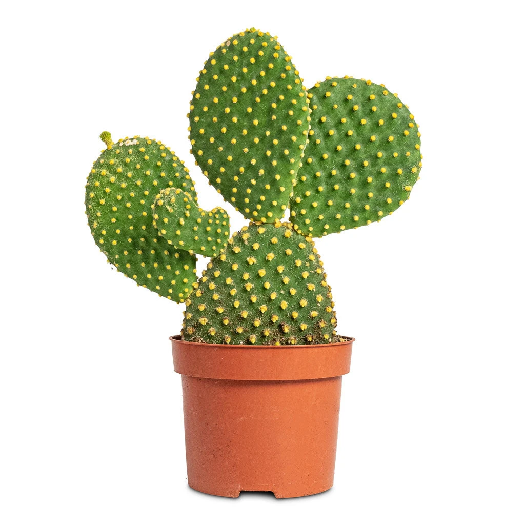 Opuntia Microdasys - Bunny Ear Cactus 2 Opuntia Microdasys - Bunny Ear Cactus - Image 2