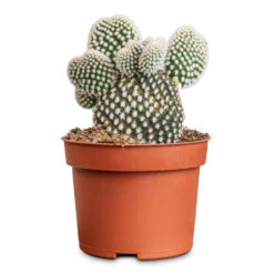 Opuntia Microdasys - Bunny Ear Cactus