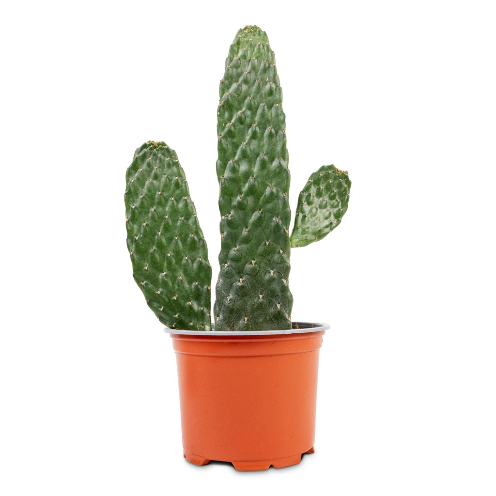 Opuntia Rubescens Consolea - Road Kill Cactus 5 Opuntia Rubescens Consolea - Road Kill Cactus - Image 5