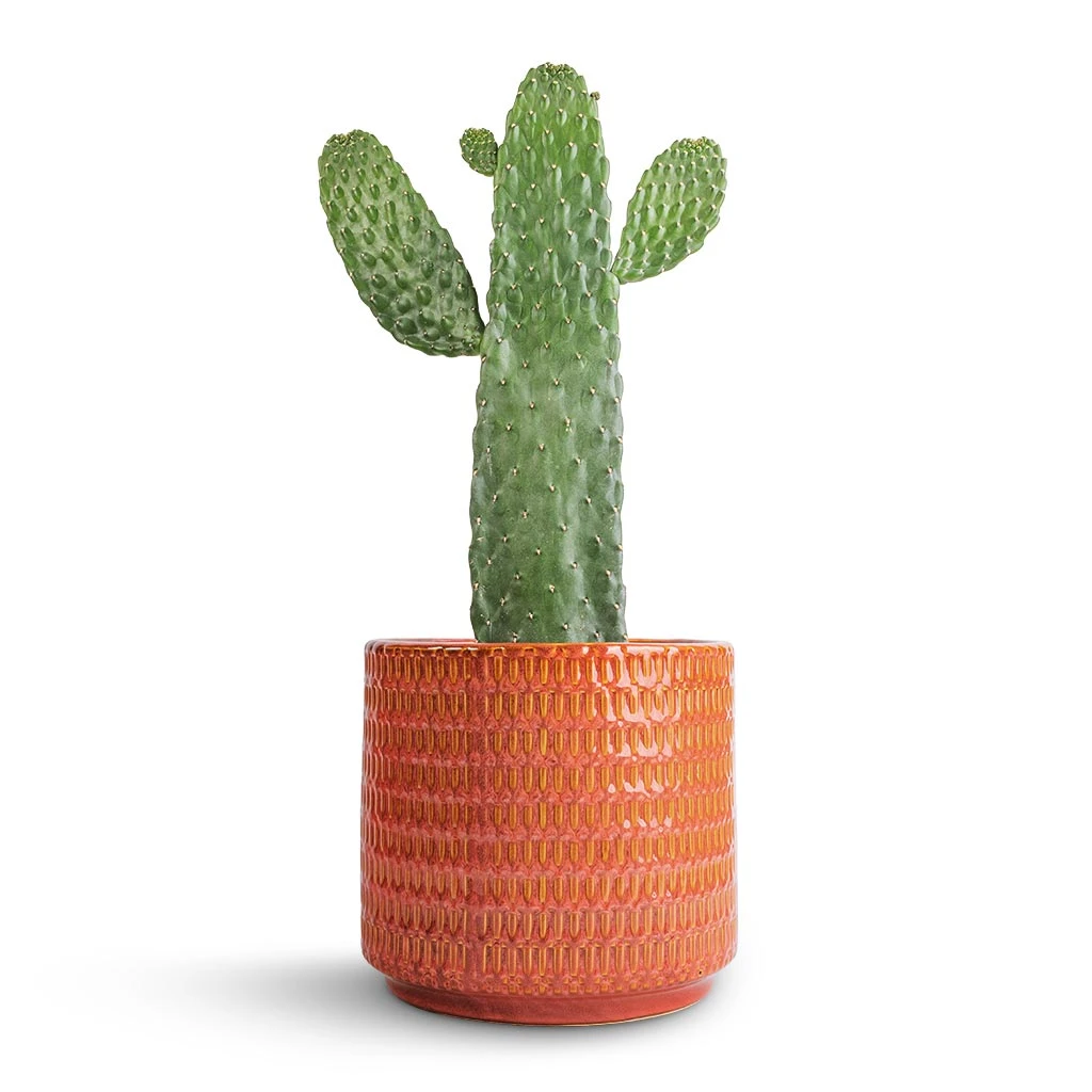 Flor Plant Pot - Orange 12 Flor Plant Pot - Orange - Image 12