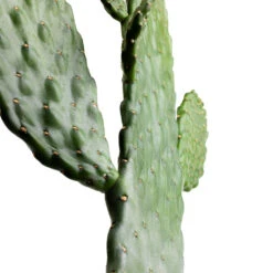 Opuntia Rubescens Consolea - Road Kill Cactus 15 Opuntia Rubescens Consolea - Road Kill Cactus -HORTOLOGY Plants Sale Opuntia rubescens Consolea Road Kill Cactus SWATCH