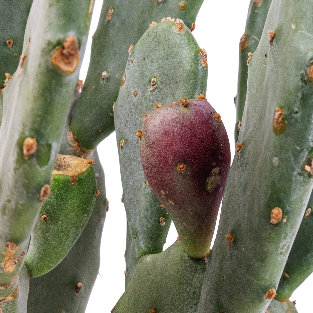 Opuntia Vulgaris - Prickly Pear Cactus 4 Opuntia Vulgaris - Prickly Pear Cactus - Image 4