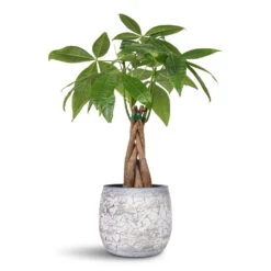 Evi Plant Pot - Antique Silver -HORTOLOGY Plants Sale Pachira aquatica Money Tree 12x45cm Evi Plant Pot Antique Silver 15x13cm 1