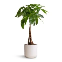 Lisbon Plant Pot - White -HORTOLOGY Plants Sale Pachira aquatica Money Tree 19x80cm Lisbon Plant Pot White 21x21cm