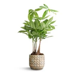 Pachira Aquatica - Multi Stem - Money Tree 16 Pachira Aquatica - Multi Stem - Money Tree -HORTOLOGY Plants Sale Pachira aquatica Multi Stem Money Tree 17x65cm Jim Plant Pot Shell 19x16cm 5eba2cb7 6254 43ff b696 fa60b4b2b090