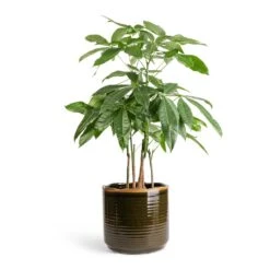 Pachira Aquatica - Multi Stem - Money Tree 20 Pachira Aquatica - Multi Stem - Money Tree -HORTOLOGY Plants Sale Pachira aquatica Multi Stem Money Tree 17x65cm Jordy Plant Pot Forest Green 23x21cm
