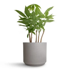 Pachira Aquatica - Multi Stem - Money Tree 19 Pachira Aquatica - Multi Stem - Money Tree -HORTOLOGY Plants Sale Pachira aquatica Multi Stem Money Tree 17x65cm Leon Plant Pot Cement 22x19.5cm cd28d002 51ad 413d aa8b b9e286f204cd
