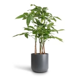 Pachira Aquatica - Multi Stem - Money Tree 14 Pachira Aquatica - Multi Stem - Money Tree -HORTOLOGY Plants Sale Pachira aquatica Multi Stem Money Tree 17x65cm Lisbon Plant Pot Charcoal 21x21cm