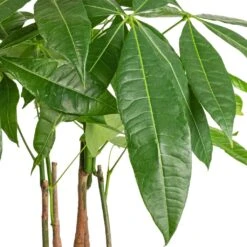 Pachira Aquatica - Multi Stem - Money Tree 17 Pachira Aquatica - Multi Stem - Money Tree -HORTOLOGY Plants Sale Pachira aquatica Multi Stem Money Tree 17x65cm SWATCH 3