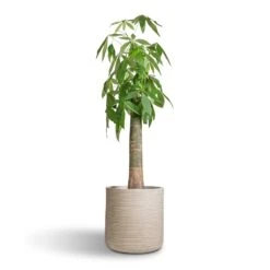 Dune Cylinder Planter - Oat -HORTOLOGY Plants Sale Pachira aquatica Thick Trunk Money Tree 26x140cm Dune Cylinder Planter Oat 38x37cm