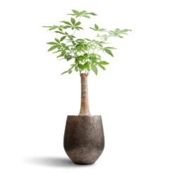 Opus Hit Darcy Planter - Gold -HORTOLOGY Plants Sale Pachira aquatica Thick Trunk Money Tree 26x140cm Opus Hit Darcy Planter Gold 45x48cm 404cb1af 9e68 4c04 8fbf 636ea1b33292