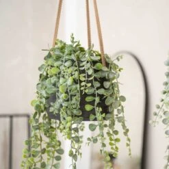 Patt Hanging Plant Pot - Black Washed -HORTOLOGY Plants Sale Patt Hanging Plant Pot Black Washed Trailing Houseplant