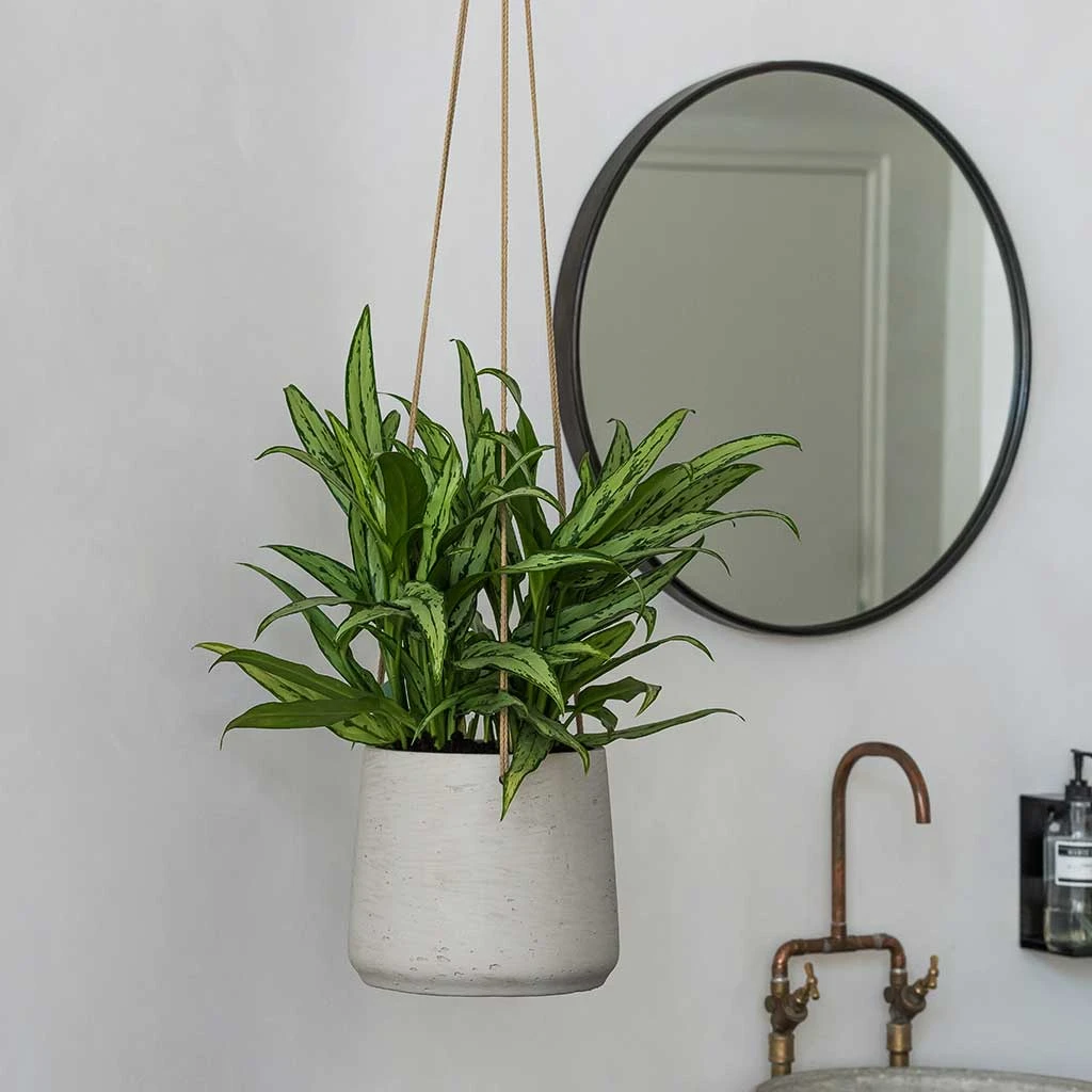 Patt Grey Washed Fibreclay Hanging Plant Pot β Rugged Tapered Indoor & Outdoor Planter 16 Patt Grey Washed Fibreclay Hanging Plant Pot β Rugged Tapered Indoor & Outdoor Planter - Image 16