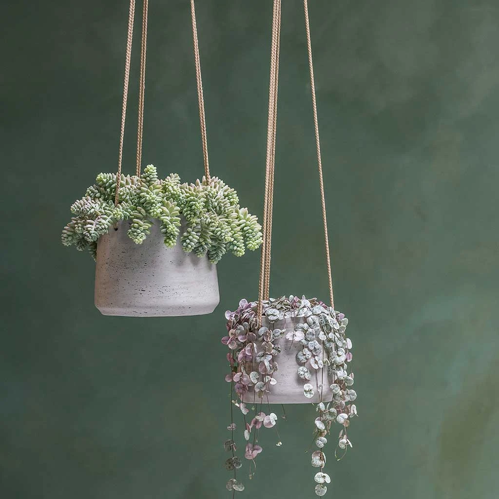 Patt Grey Washed Fibreclay Hanging Plant Pot β Rugged Tapered Indoor & Outdoor Planter 2 Patt Grey Washed Fibreclay Hanging Plant Pot β Rugged Tapered Indoor & Outdoor Planter - Image 2