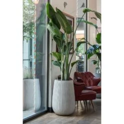 Patt High Ridged Planter - Cement 20 Patt High Ridged Planter - Cement -HORTOLOGY Plants Sale Patt High Plant Vase Ridged Cement Strelitzia Houseplant