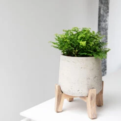 Patt Plant Pot - Low Stand - Grey Washed -HORTOLOGY Plants Sale Patt Plant Pot Low Stand Grey Washed Lifestyle 02