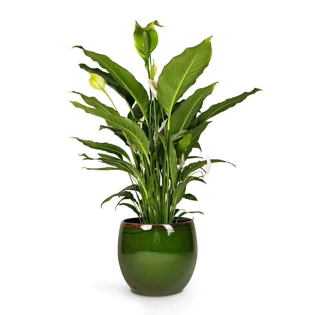 Charlotte Plant Pot - Green 19 Charlotte Plant Pot - Green - Image 19