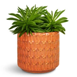 Flor Plant Pot - Orange 22 Flor Plant Pot - Orange -HORTOLOGY Plants Sale Peperomi aferreyrae Nevada Happy Bean 10.5x15cm Flor Plant Pot Orange 14x12cm