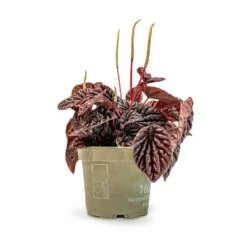 Peperomia Caperata Red Luna -HORTOLOGY Plants Sale Peperomia Caperata Red Luna Houseplant 11x20cm