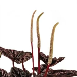 Peperomia Caperata Red Luna -HORTOLOGY Plants Sale Peperomia Caperata Red Luna Houseplant 11x20cm Stem