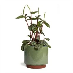 Malibu Plant Pot - Green -HORTOLOGY Plants Sale Peperomia Piccolo Banda 10.5x20cm Malibu Plant Pot Green 12x11cm