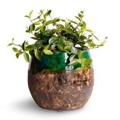 Lindy Plant Pot - Black Green 30 Lindy Plant Pot - Black Green -HORTOLOGY Plants Sale Peperomia angulata rocca scuro Dark Green Beetle Radiator Plant 12x20cm Lindy Plant Pot Black Green 19x16cm 2d4cf0ce 9e80 4ff3 9920 6da54cfb156f