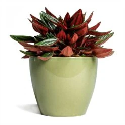Peperomia Caperata Rosso 25 Peperomia Caperata Rosso -HORTOLOGY Plants Sale Peperomia caperata Rosso 10 5x15cm Sven Plant Pot Mint 13x11cm