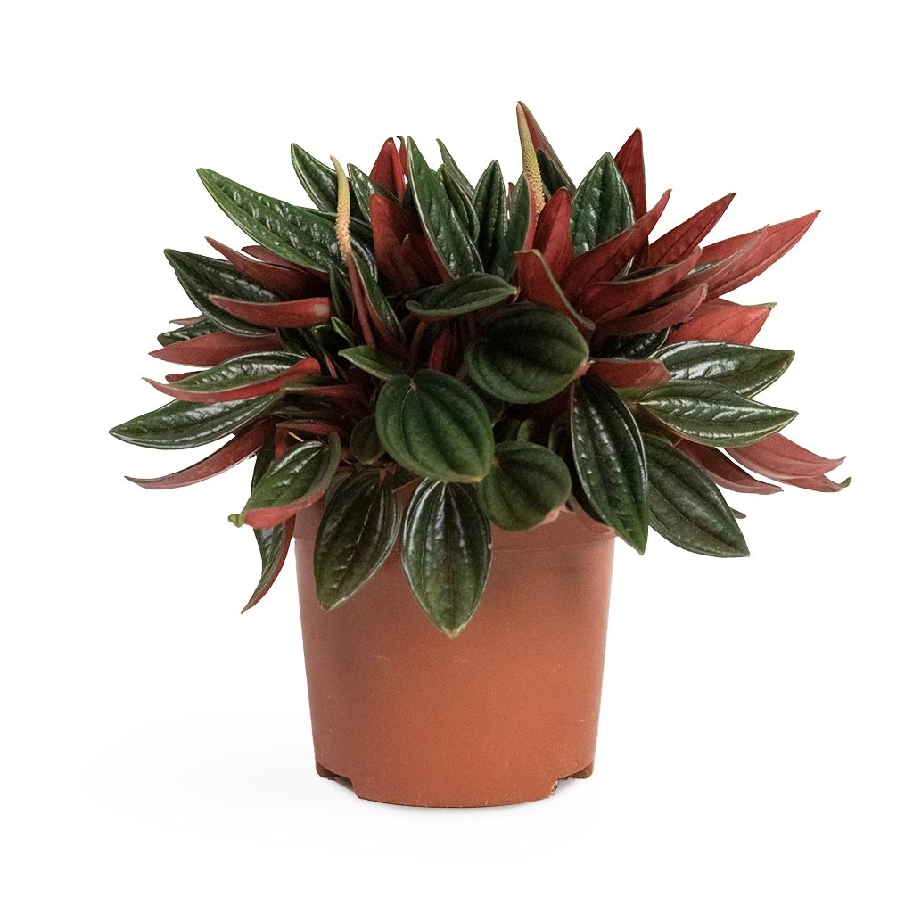 Peperomia Caperata Rosso 4 Peperomia Caperata Rosso - Image 4