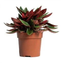 Peperomia Caperata Rosso 26 Peperomia Caperata Rosso -HORTOLOGY Plants Sale Peperomia caperata Rosso 10.5x15cm