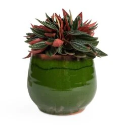 Charlotte Plant Pot - Green 28 Charlotte Plant Pot - Green -HORTOLOGY Plants Sale Peperomia caperata Rosso 10.5x15cm Charlotte Plant Pot Green 15x13cm be3df768 4a07 49bf 8c82 69b614e201d5