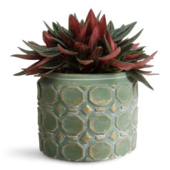 Jurre Plant Pot - Soft Jade -HORTOLOGY Plants Sale Peperomia caperata Rosso 10.5x15cm Jurre Pot Soft Jade 14x11cm 1