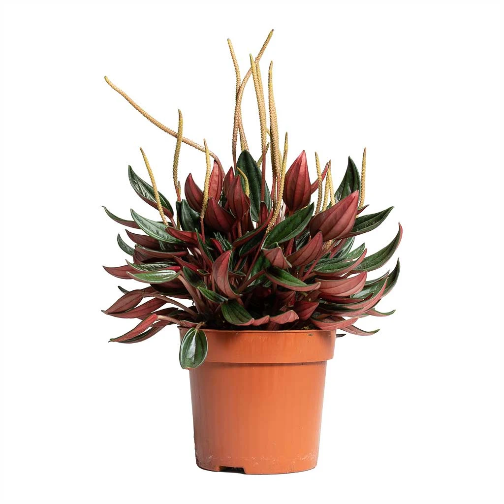 Peperomia Caperata Rosso 10 Peperomia Caperata Rosso - Image 10