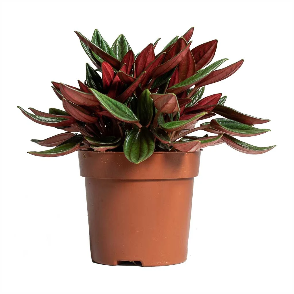 Peperomia Caperata Rosso 12 Peperomia Caperata Rosso - Image 12